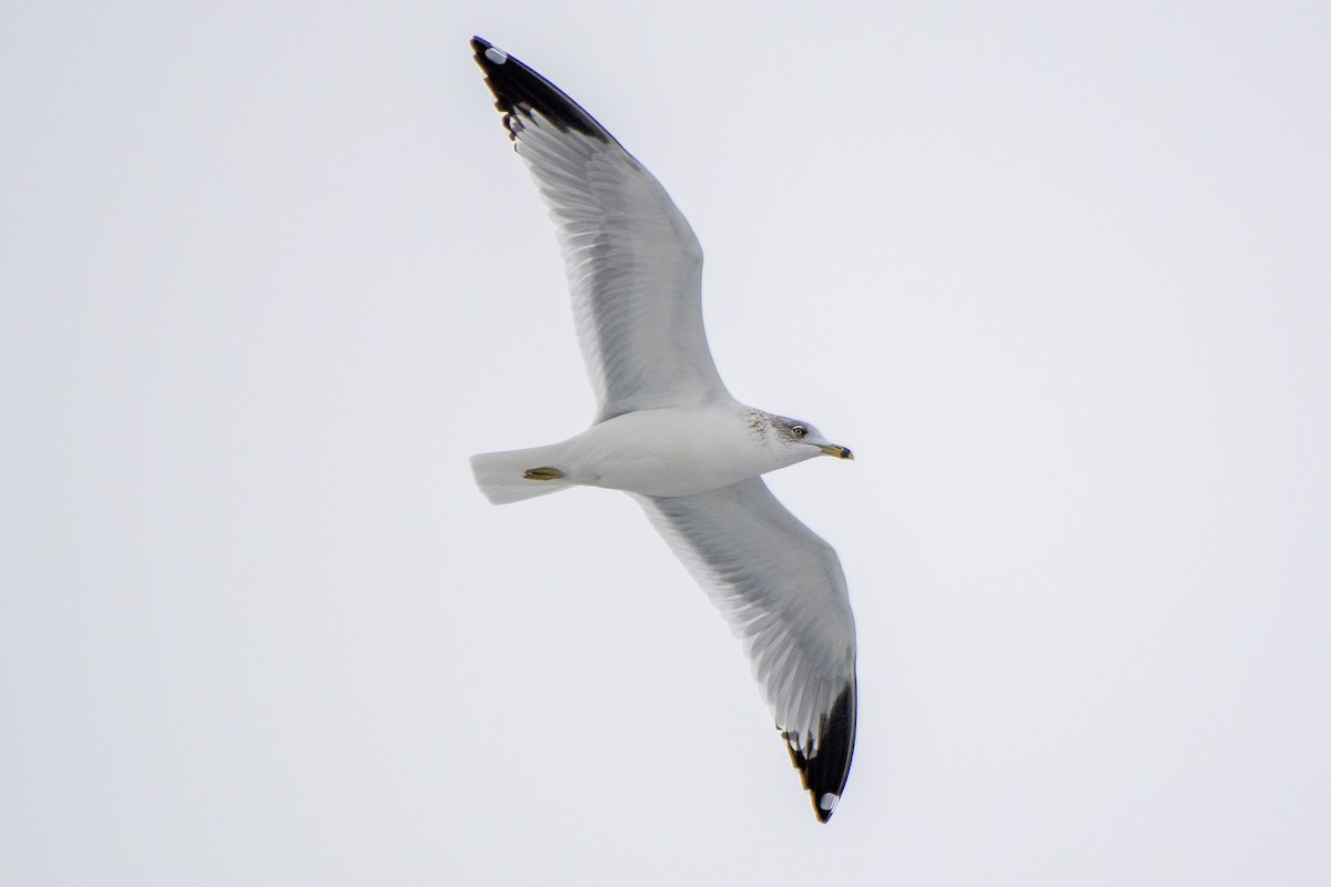 Мартин делаверський - ML647026111