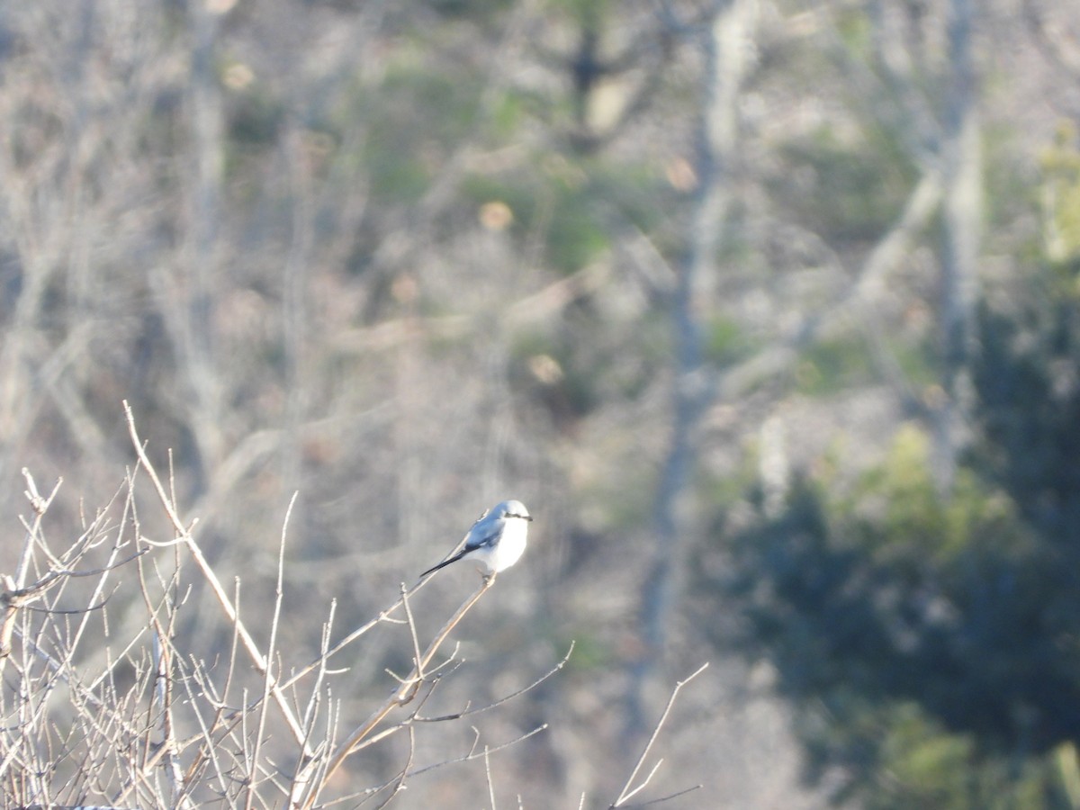 Alcaudón Boreal - ML647026112