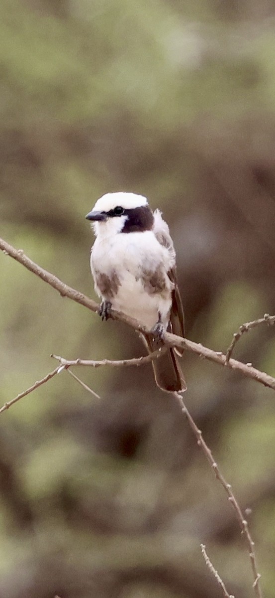 Сорокопуд-білоголов східний - ML647026113