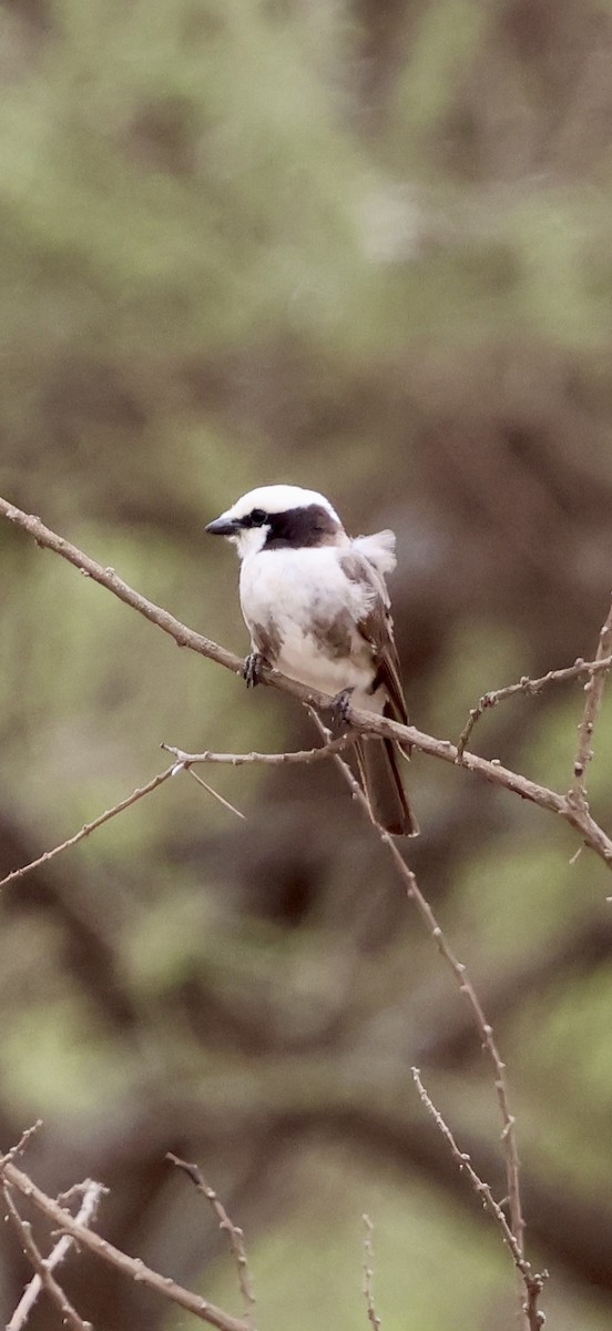 Сорокопуд-білоголов східний - ML647026114