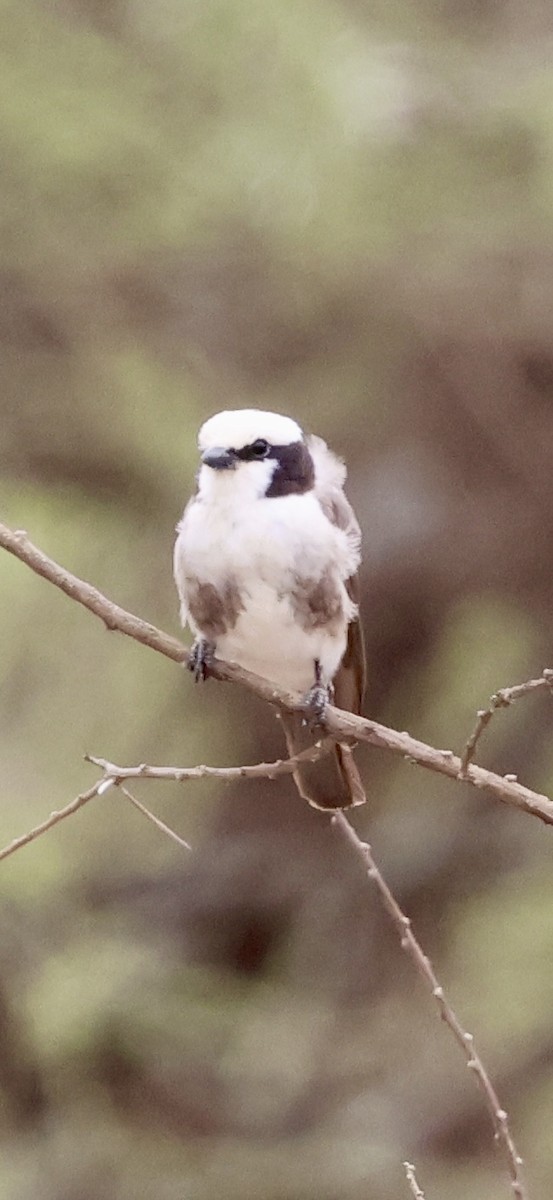 Сорокопуд-білоголов східний - ML647026115