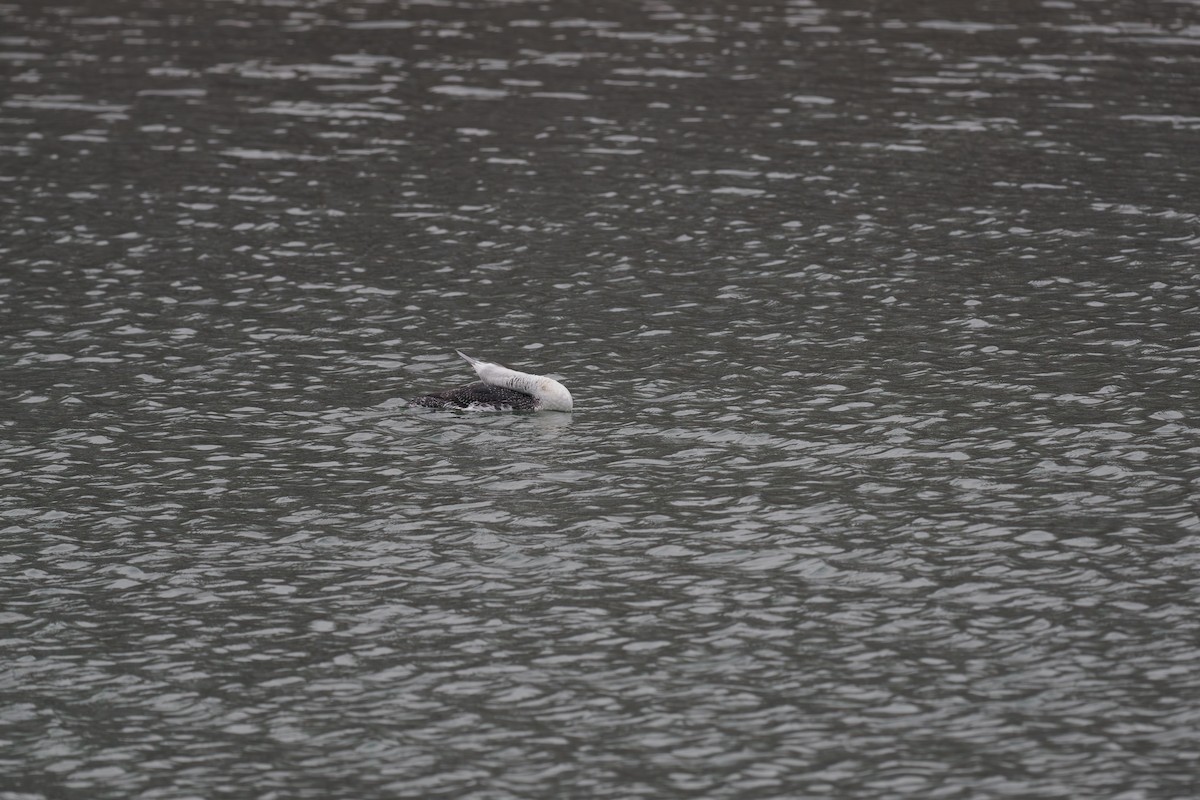 Гагара червоношия - ML647026116