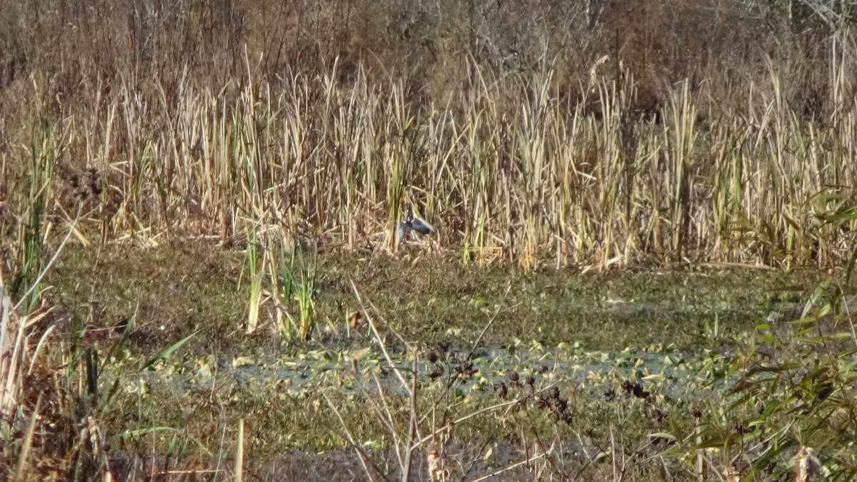 Свищ американський - ML647026117