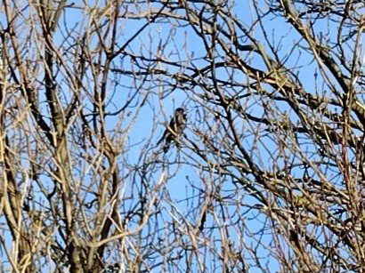Hooded Crow - ML647026118