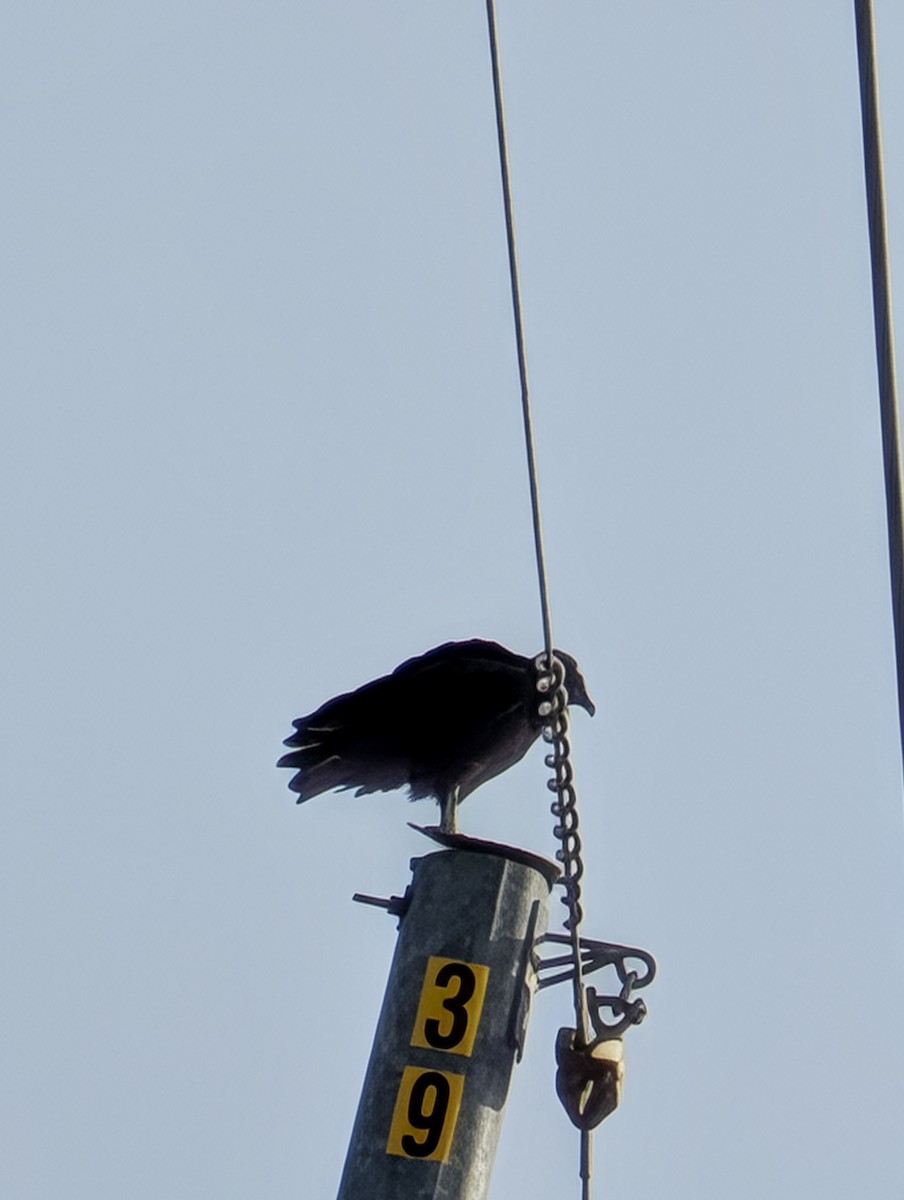 Black Vulture - ML647026123