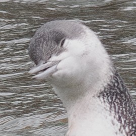 צוללן אדום-גרון - ML647026124