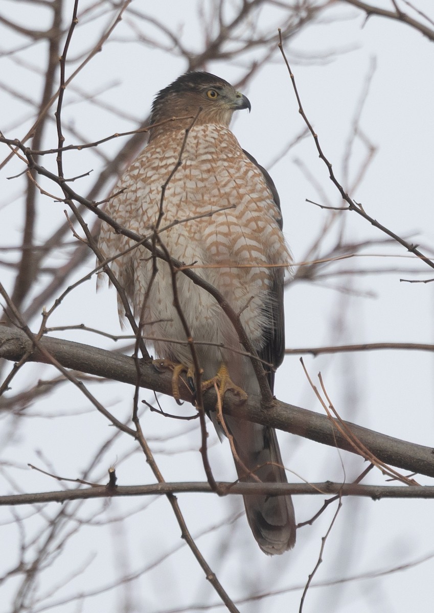 Cooper's Hawk - ML647026125