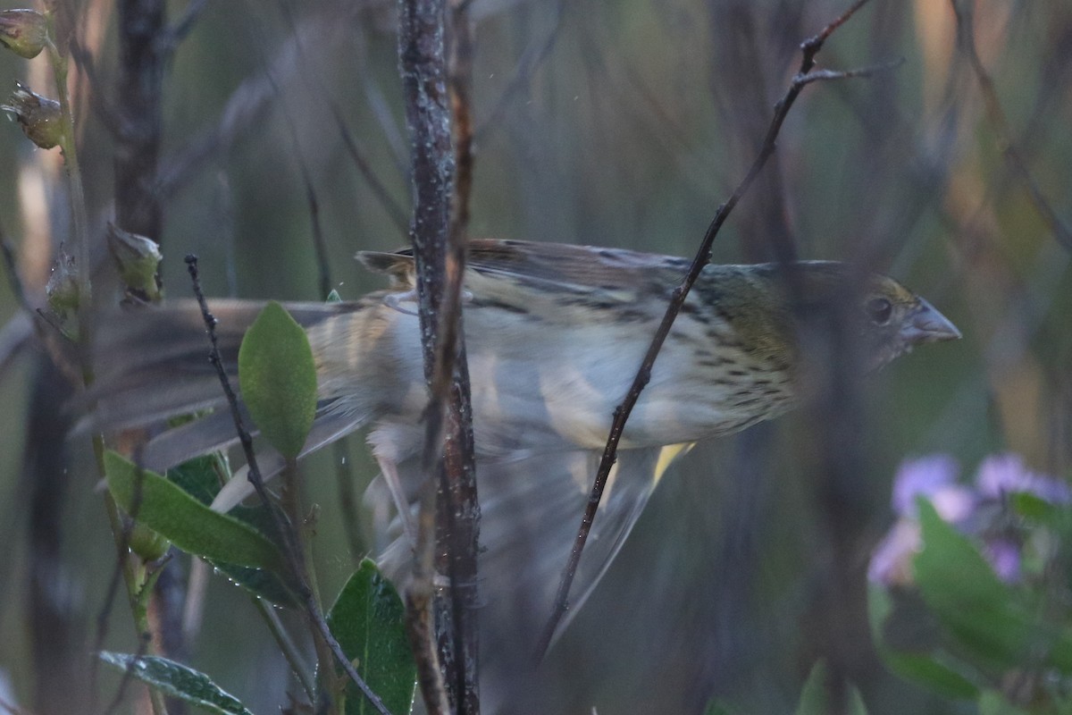 Henslow's Sparrow - ML647026130