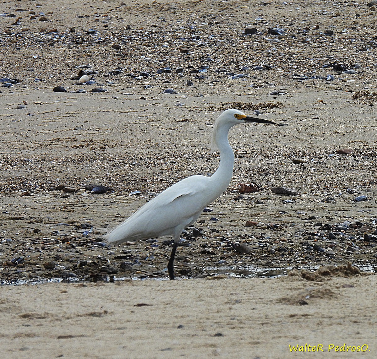 לבנית אמריקנית - ML647026131