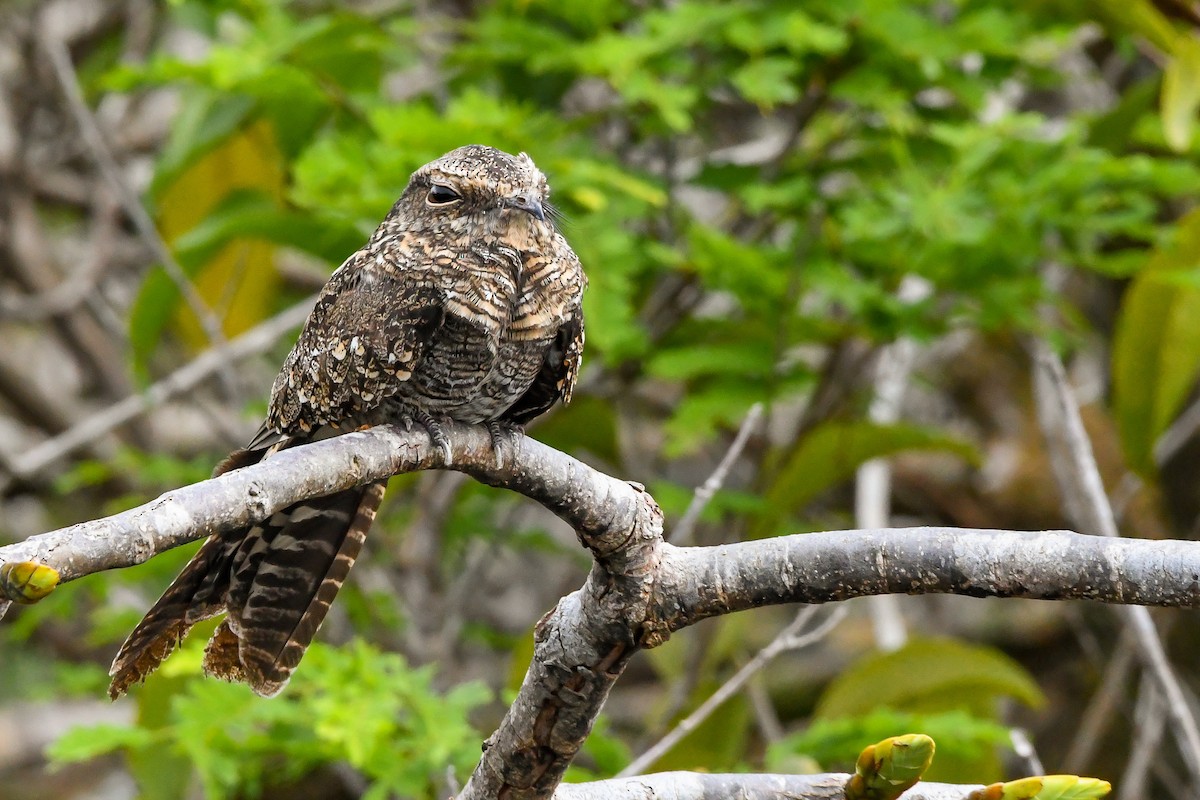 Ladder-tailed Nightjar - ML647026132