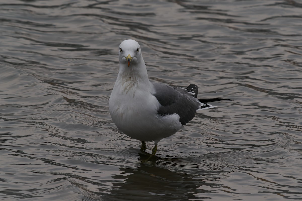 Black-tailed Gull - ML647026135