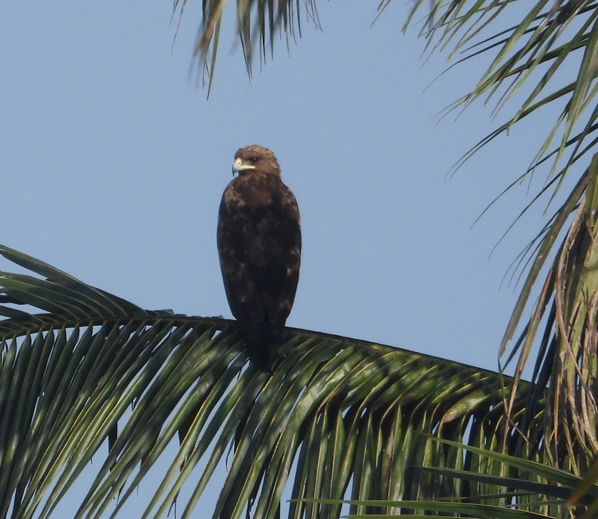Greater Spotted Eagle - ML647026150