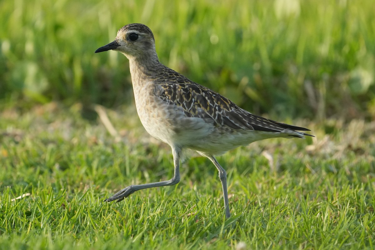 Pacific Golden-Plover - ML647026152
