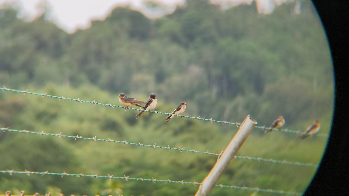 Barn Swallow - ML647026153