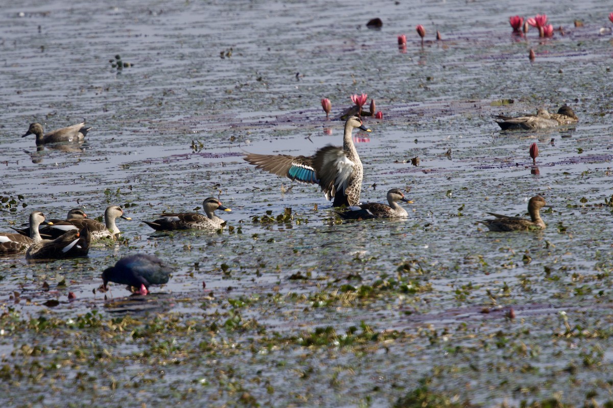 Indian Spot-billed Duck - ML647026154