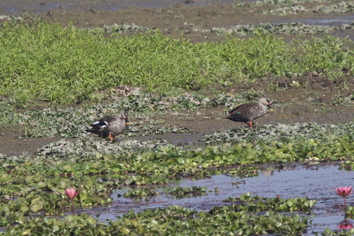 Indian Spot-billed Duck - ML647026155
