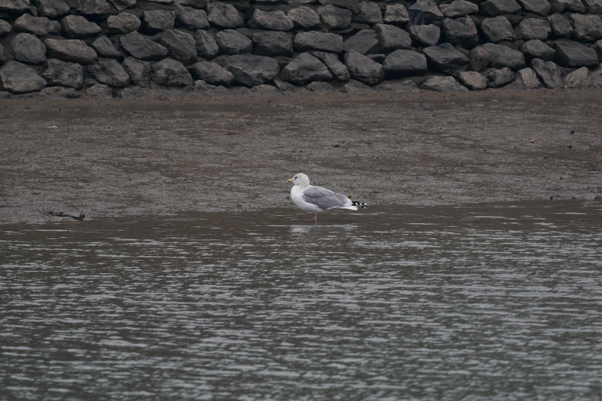 Mongolian Gull - ML647026156