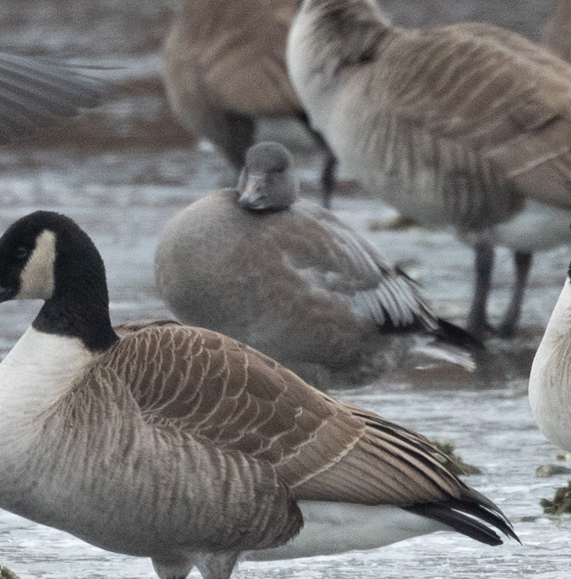 Snow Goose - ML647026157