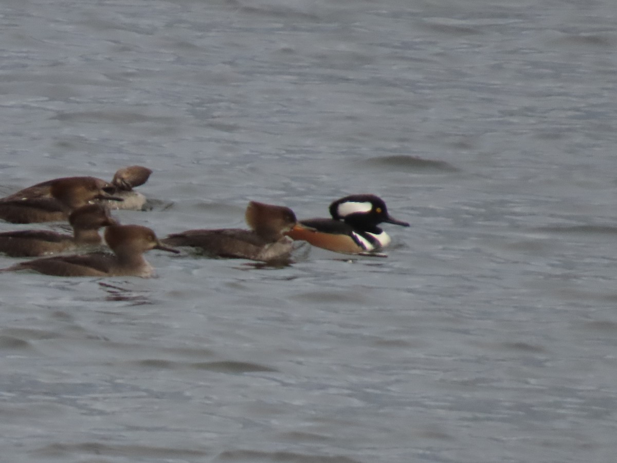Hooded Merganser - ML647026158