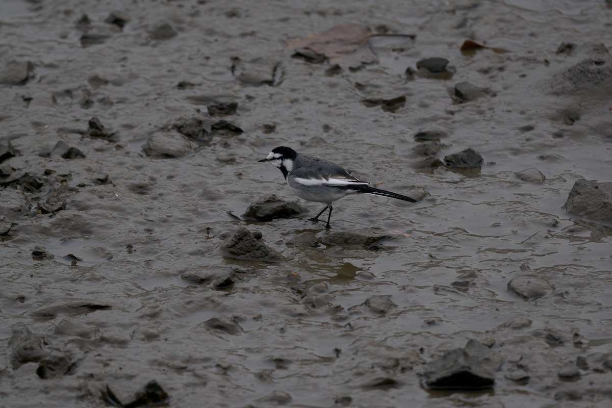 White Wagtail - ML647026160