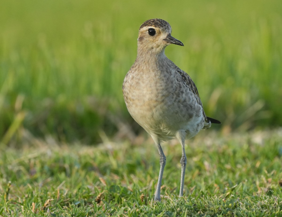 Pacific Golden-Plover - ML647026163