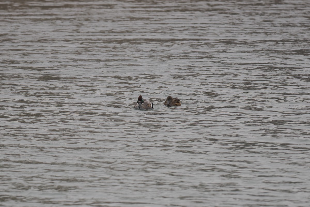 Falcated Duck - ML647026164