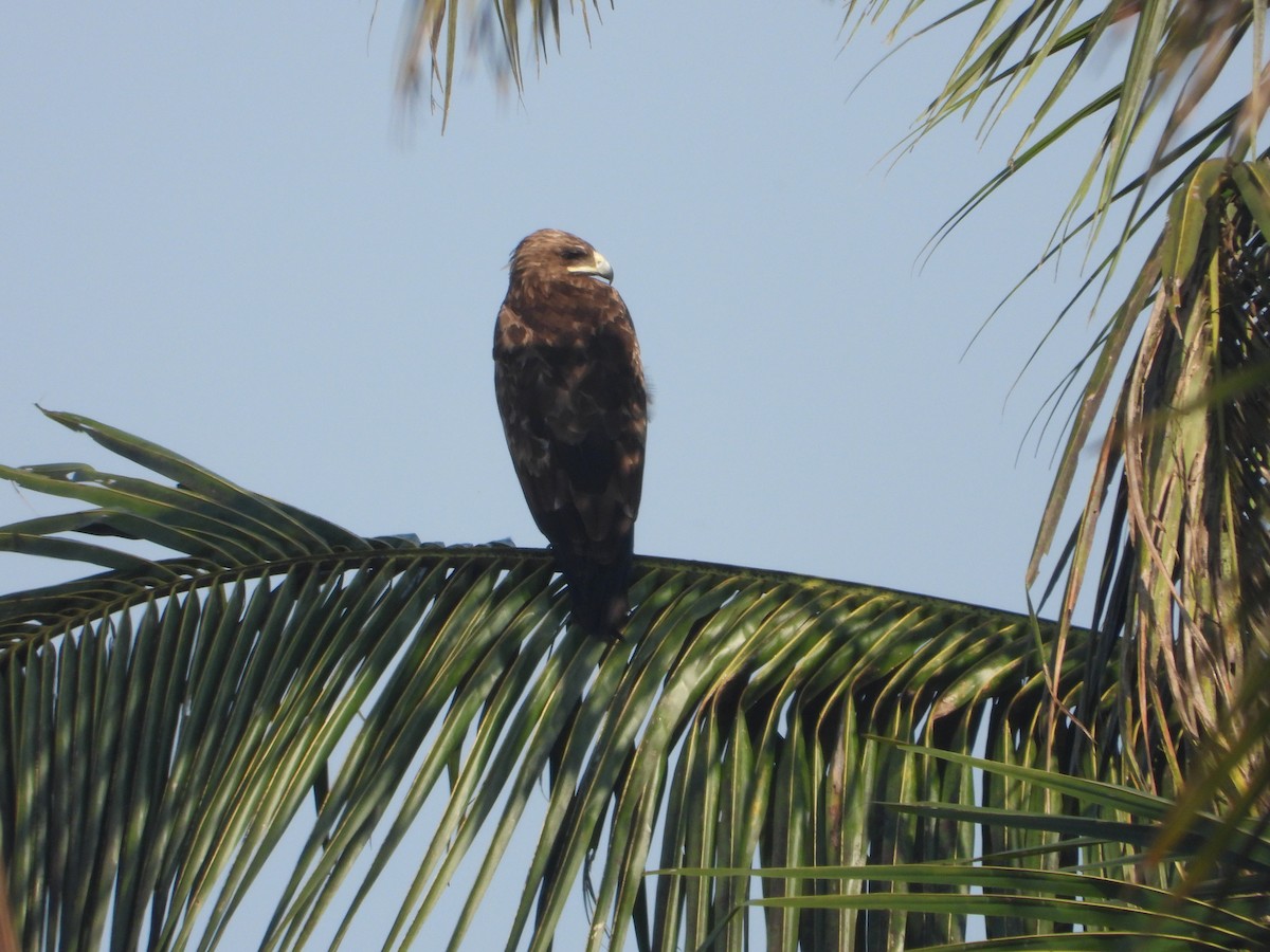 Greater Spotted Eagle - ML647026165