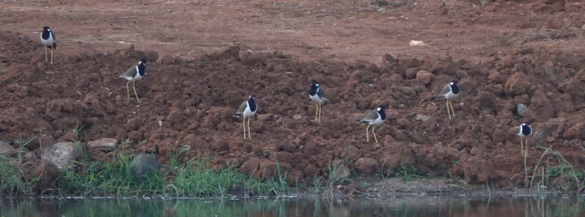 Red-wattled Lapwing - ML647026166