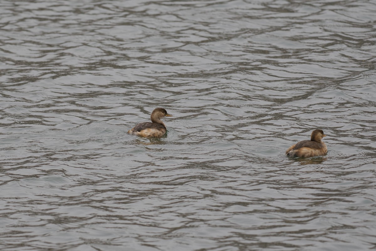 Little Grebe - ML647026168