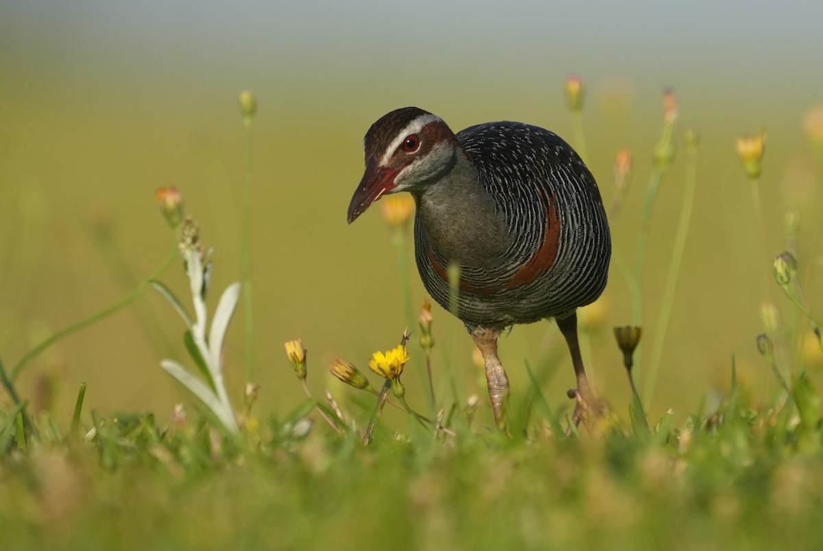 Buff-banded Rail - ML647026169