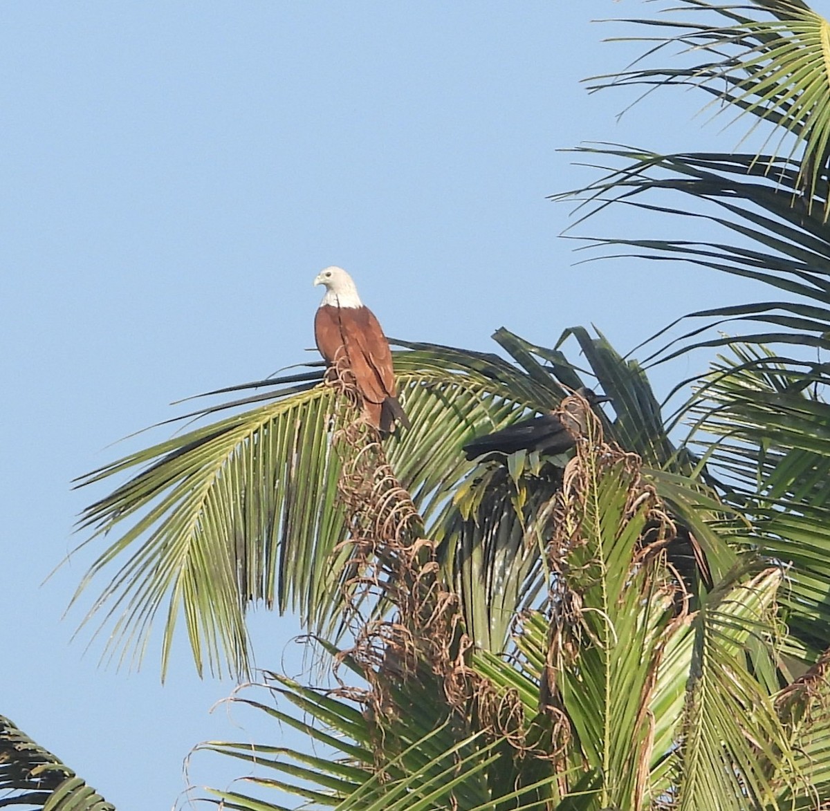 栗鳶 - ML647026170