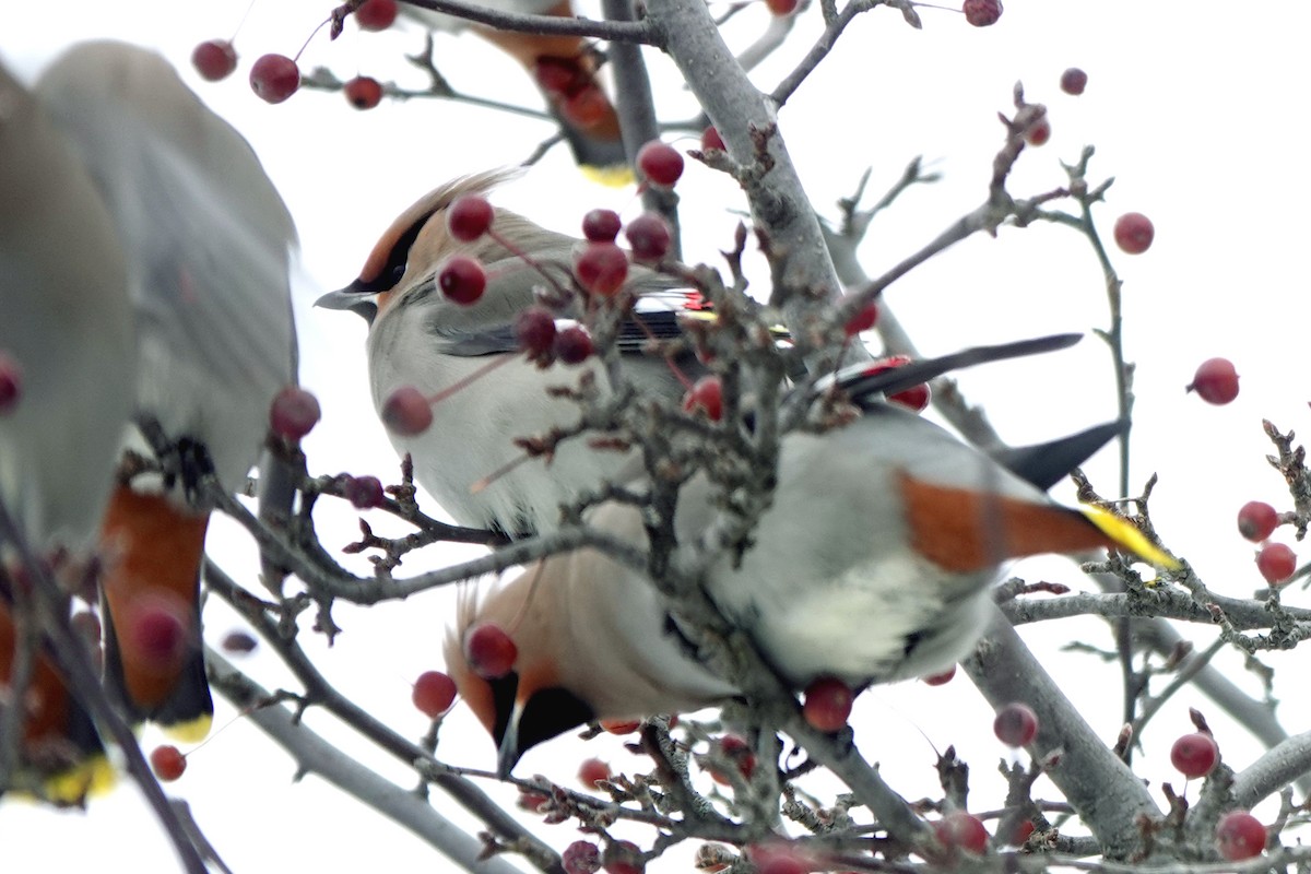 Bohemian Waxwing - ML647026172