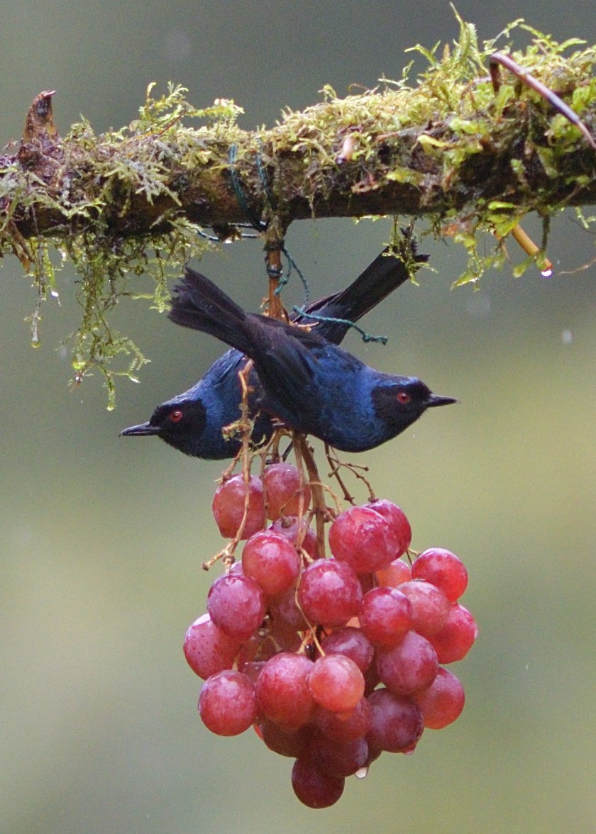 Masked Flowerpiercer - ML647026173