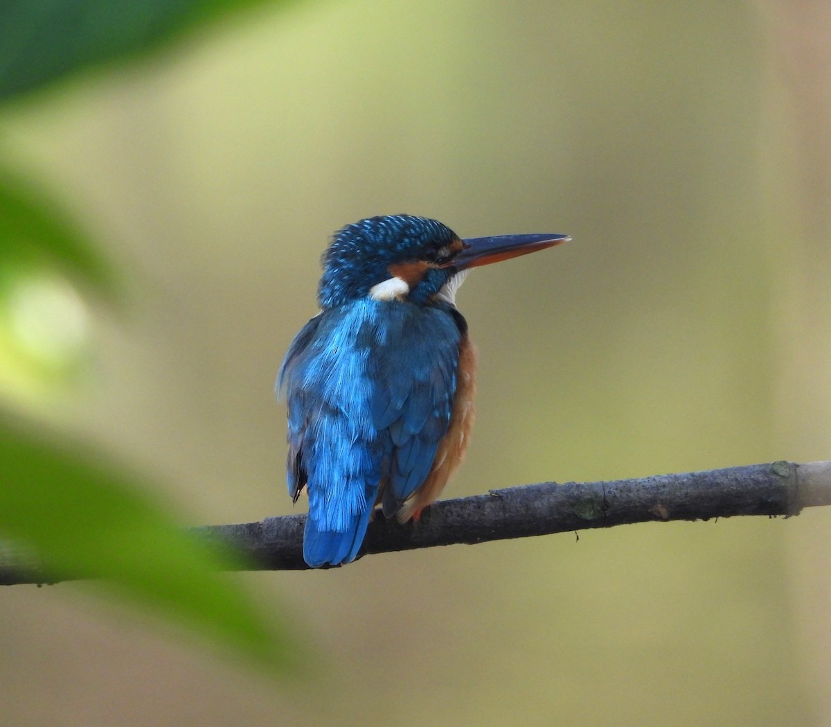 Common Kingfisher - ML647026174