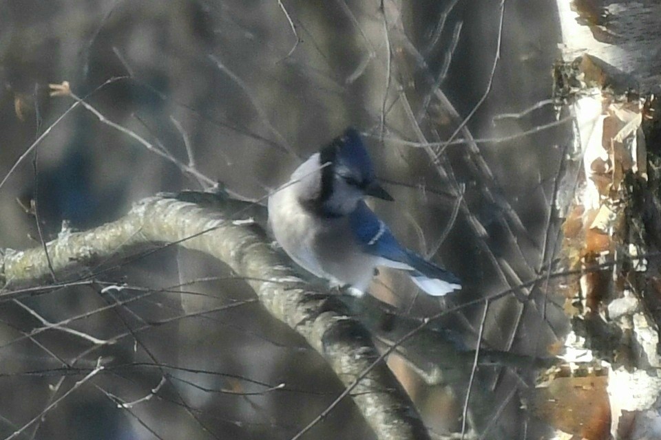 Blue Jay - ML647026175