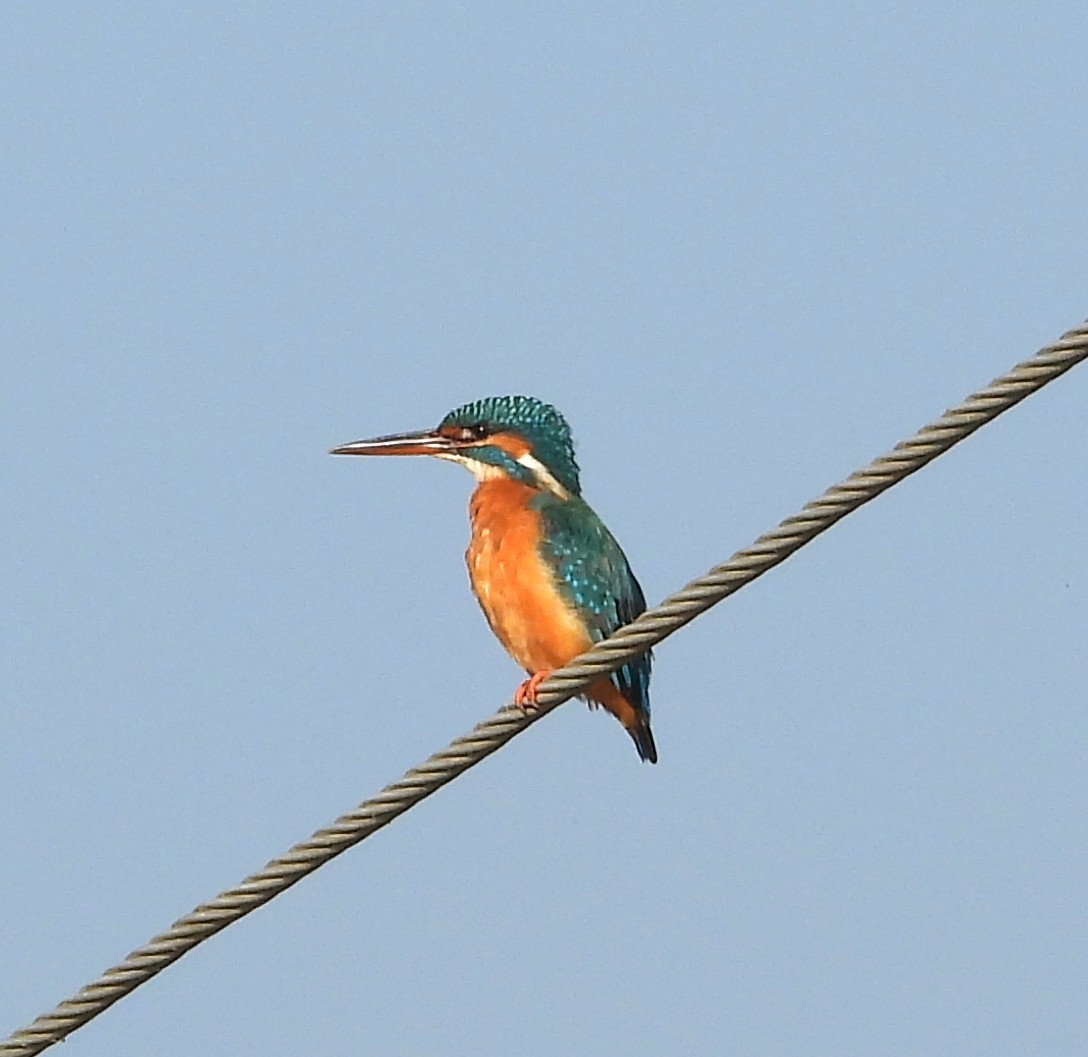 Common Kingfisher - ML647026177