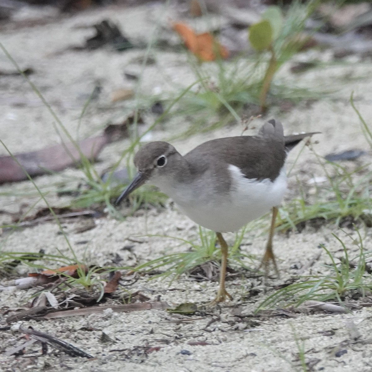 Spotted Sandpiper - ML647026178