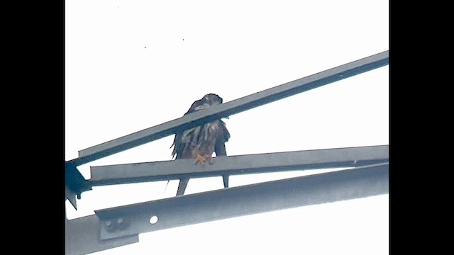 Alcotán Europeo - ML647026180