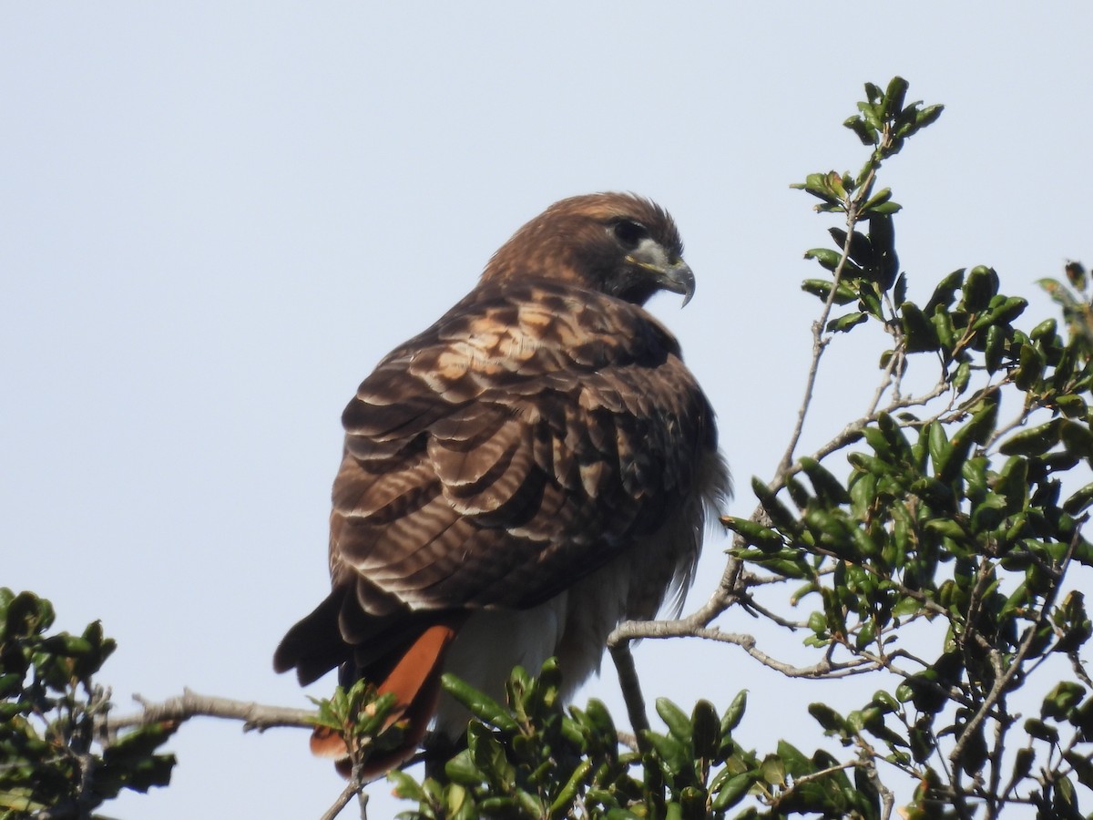 Red-tailed Hawk - ML647026182