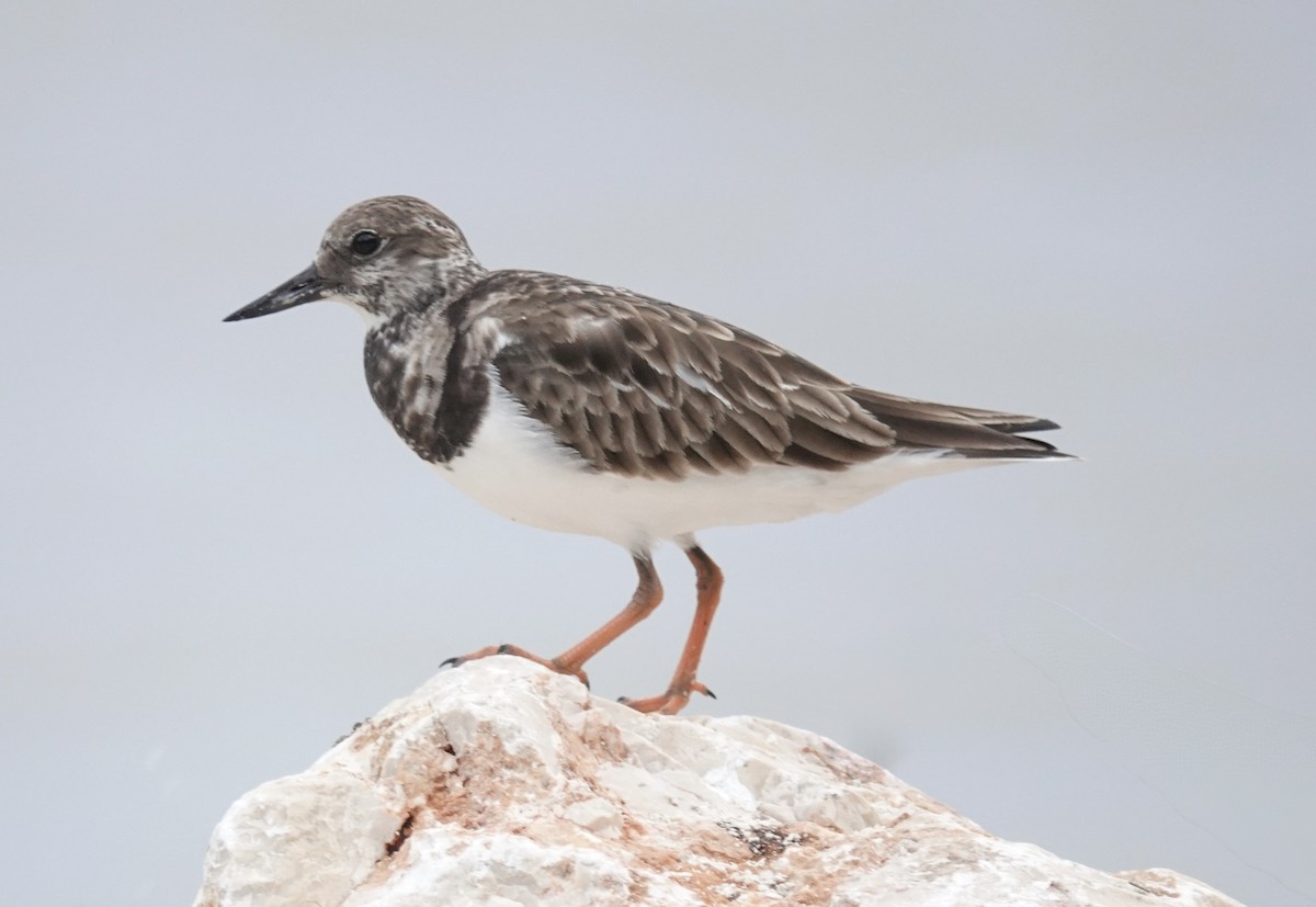 Ruddy Turnstone - ML647026183