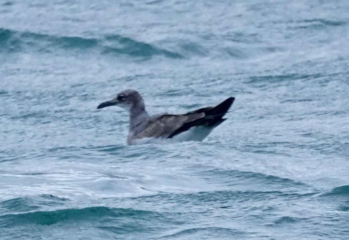 Ацтекская чайка - ML647026187