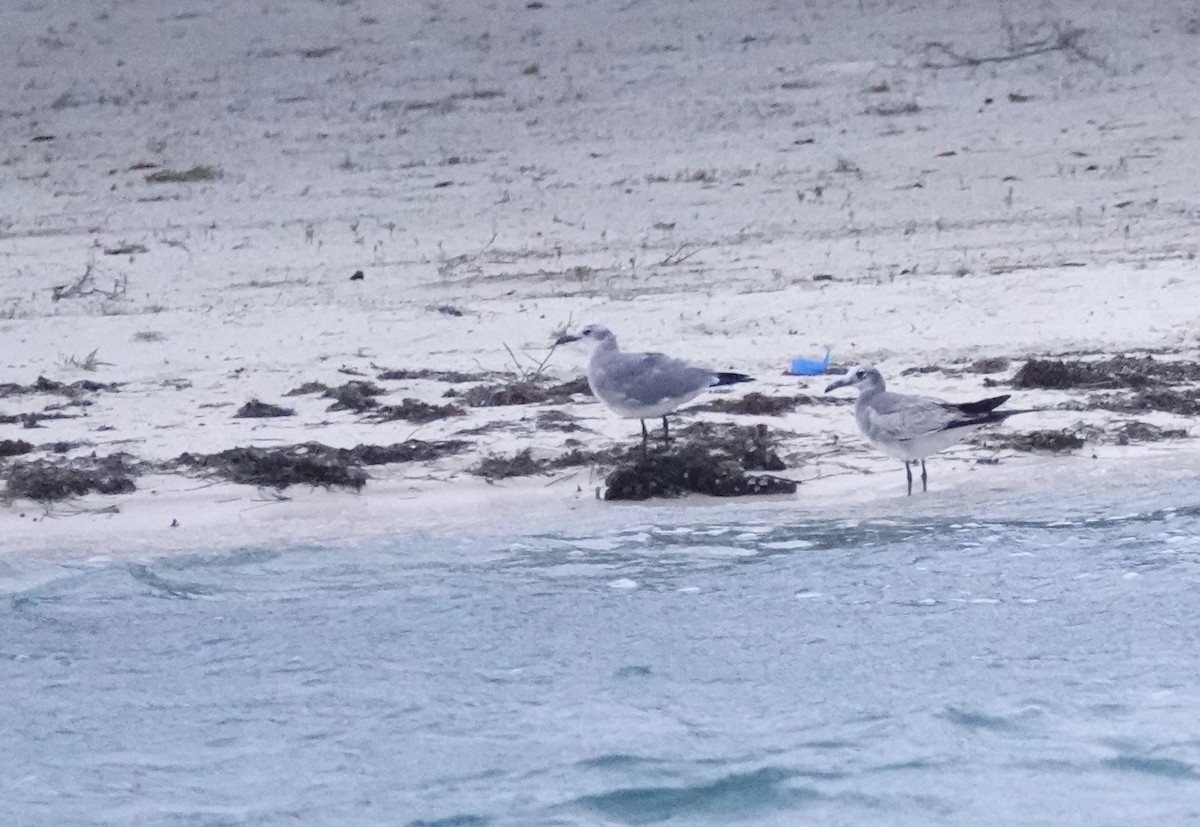 Ацтекская чайка - ML647026188