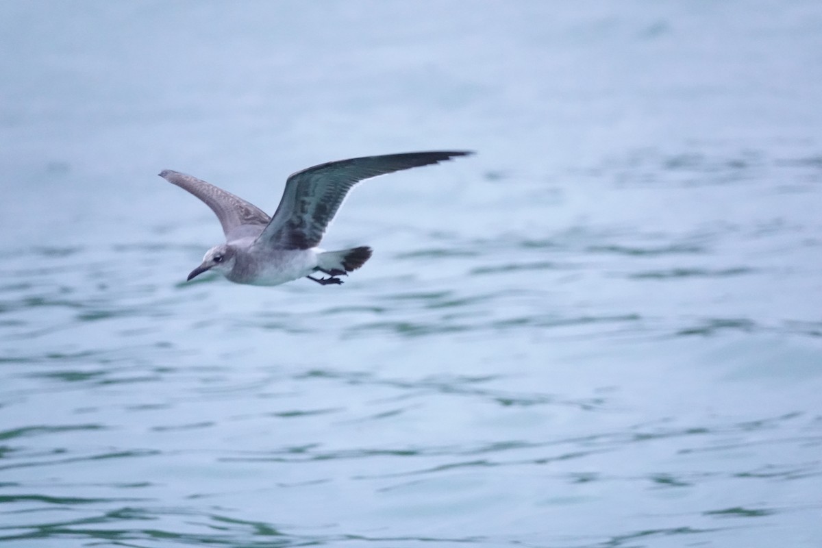 Ацтекская чайка - ML647026189