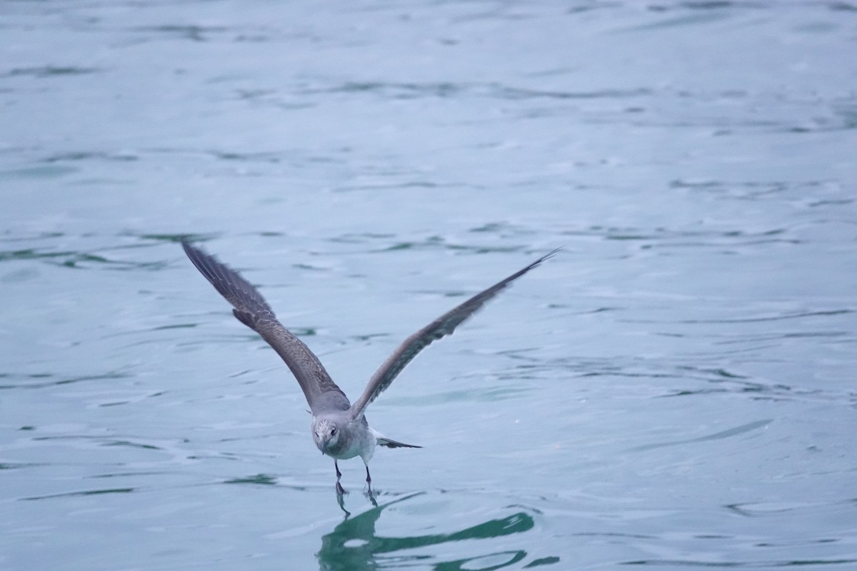 Ацтекская чайка - ML647026190