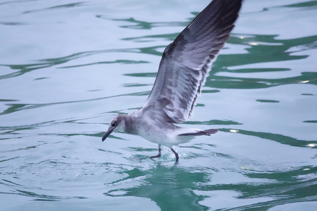 Ацтекская чайка - ML647026191