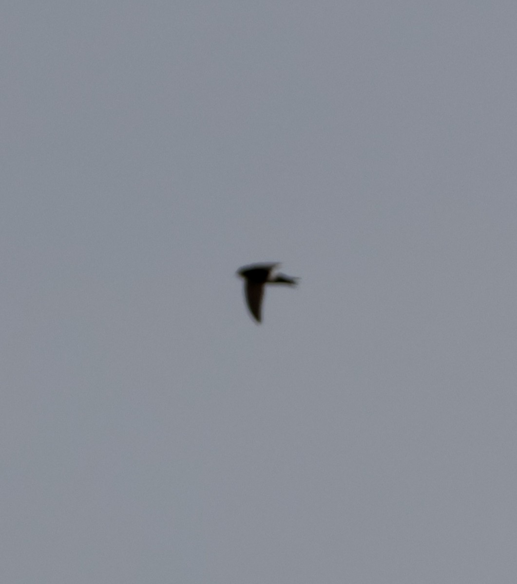 Белобрюхий стриж - ML647026195