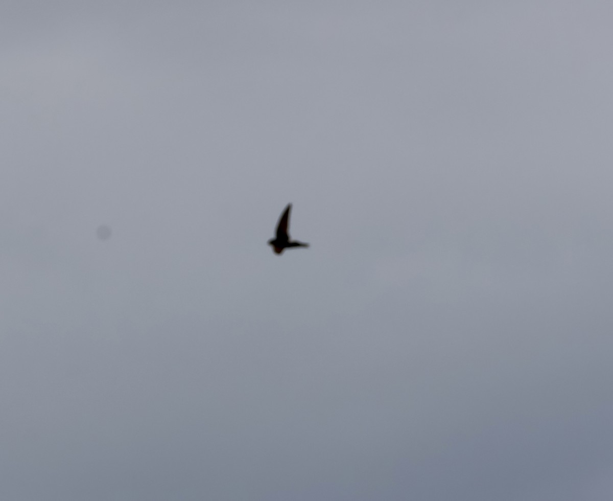 Белобрюхий стриж - ML647026196