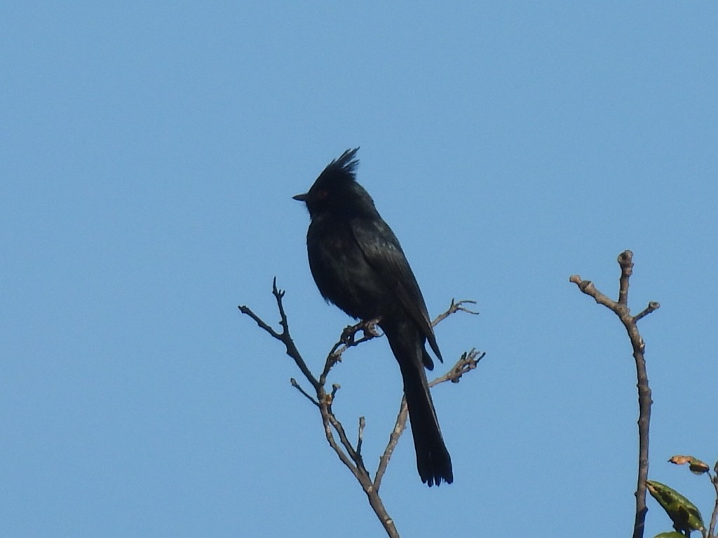 Phainopepla - ML647026199