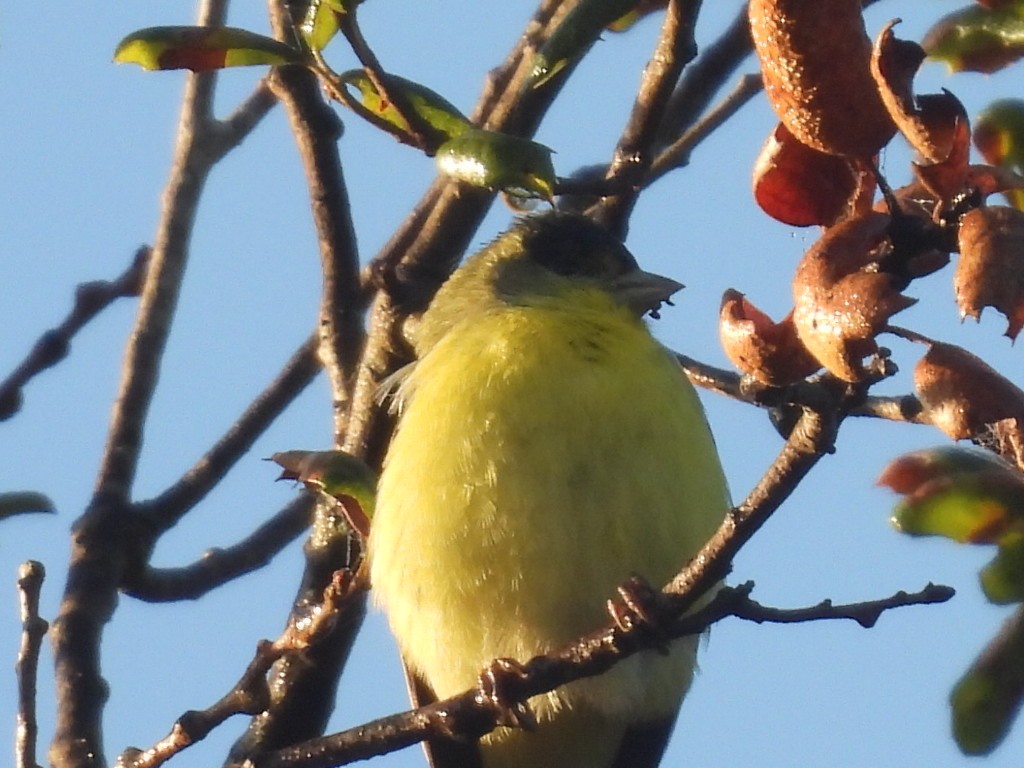 Lesser Goldfinch - ML647026203