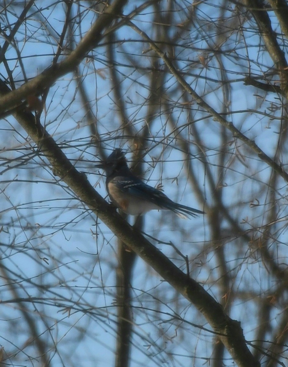 Blue Jay - ML647026208